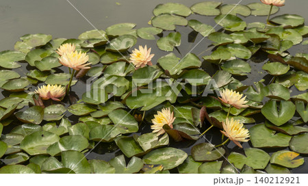 water lily 140212921
