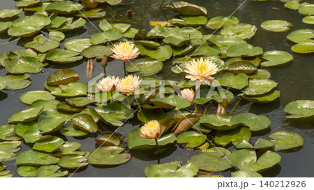 water lily water lily 140212926