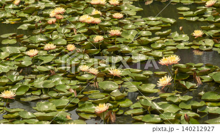 water lily water lily 140212927
