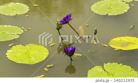 water lily water lily 140212935