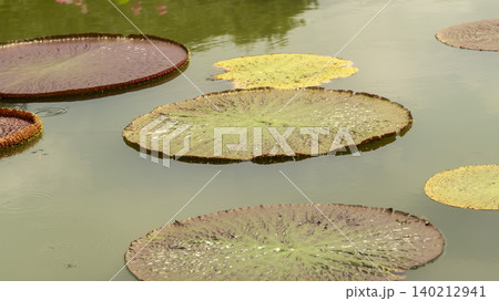 water lily 140212941