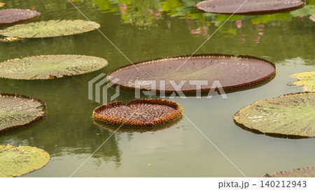 water lily water lily 140212943