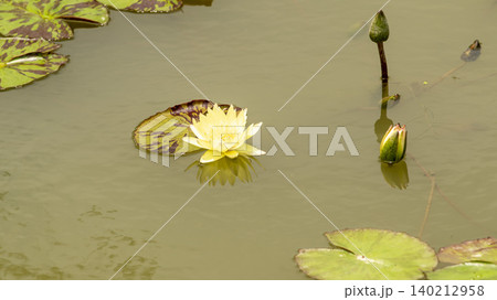 water lily water lily 140212958