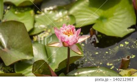 water lily water lily 140212967