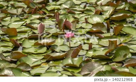 water lily water lily 140212968