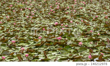 water lily water lily 140212978