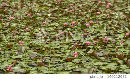 water lily water lily 140212981
