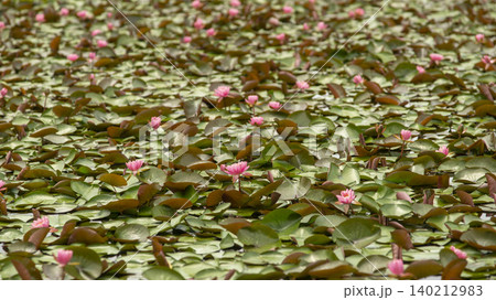 water lily water lily 140212983