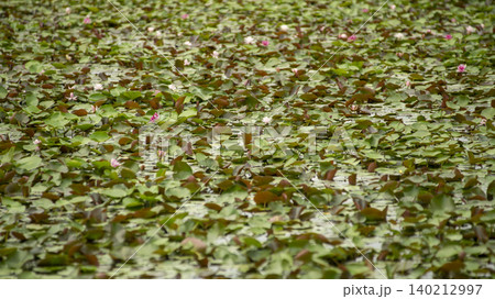 water lily water lily 140212997