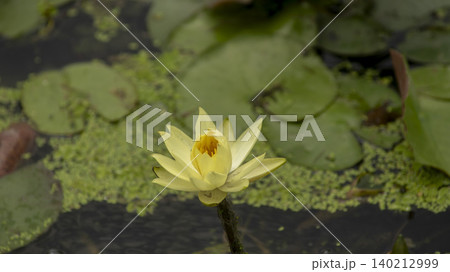 water lily water lily 140212999