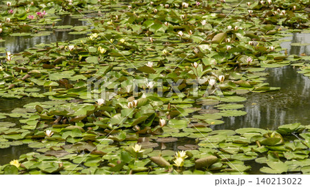 water lily water lily 140213022