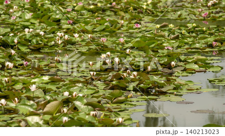 water lily water lily 140213023