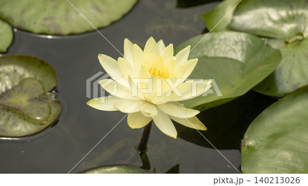 water lily water lily 140213026