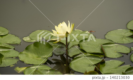 water lily water lily 140213030