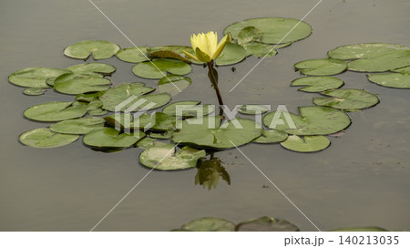 water lily water lily 140213035