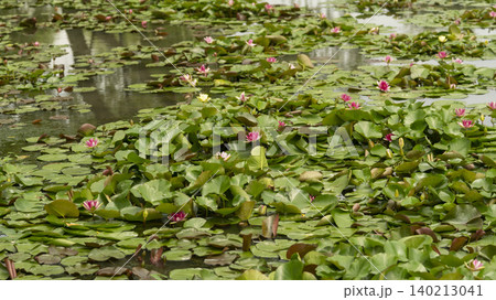 water lily 140213041