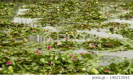 water lily water lily 140213042