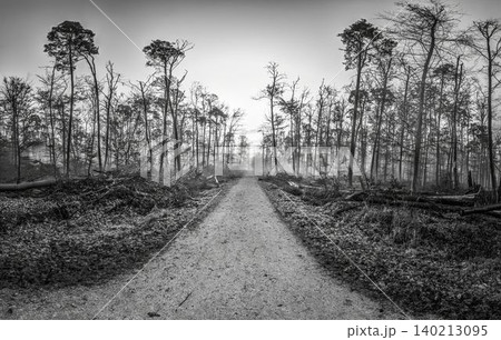 Forest Road Through Storm Damaged Woodland 140213095