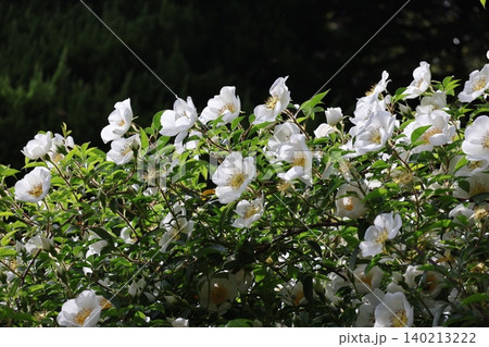 満開の白い花びらのナニワイバラの花の風景 満開の白い花びらのナニワイバラの花の風景 140213222