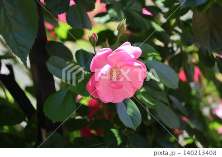 緑の葉とピンクの花びらのアンジェラというバラの花のアップの風景 140213408