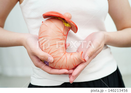 Stomach disease, Asian woman holding anatomy model for study diagnosis and treatment in hospital. Stomach disease, Asian woman holding anatomy model for study diagnosis and treatment in hospital. 140213456