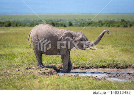 African bush elephant throws mud over back African bush elephant throws mud over back 140213483