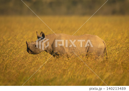 Black rhino calf stands in tall grass Black rhino calf stands in tall grass 140213489