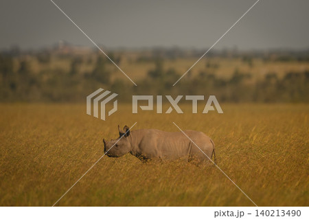 Black rhino calf walks through long grass 140213490