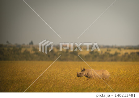 Black rhino calf walks through tall grass 140213491