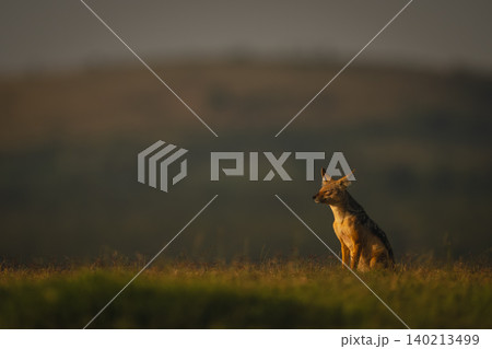 Black-backed jackal sits with catchlight on horizon Black-backed jackal sits with catchlight on horizon 140213499