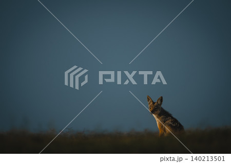 Black-backed jackal sitting on horizon with catchlight Black-backed jackal sitting on horizon with catchlight 140213501