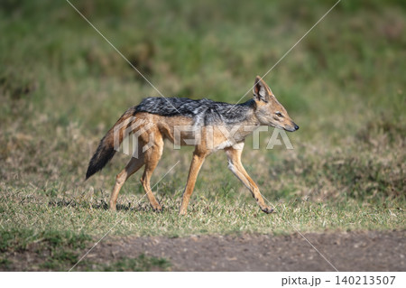 Black-backed jackal with catchlight trots across savannah Black-backed jackal with catchlight trots across savannah 140213507