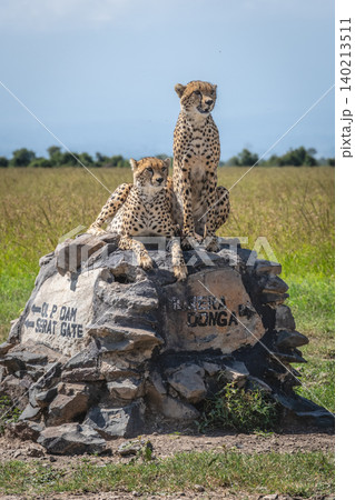 Cheetah brothers sit and lie on cairn Cheetah brothers sit and lie on cairn 140213511