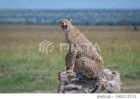 Cheetah sits yawning on cairn by brother Cheetah sits yawning on cairn by brother 140213513