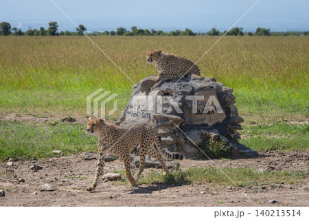 Cheetah trots past brother lying on cairn Cheetah trots past brother lying on cairn 140213514