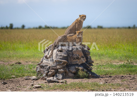 Cheetahs lying and sitting on stone cairn Cheetahs lying and sitting on stone cairn 140213519