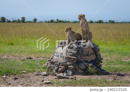 Cheetahs sit and lie on rocky cairn Cheetahs sit and lie on rocky cairn 140213520