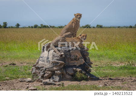 Cheetahs sitting and lying on stone cairn Cheetahs sitting and lying on stone cairn 140213522