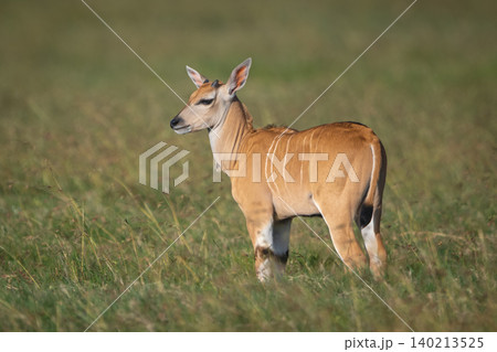 Common eland calf stands in sunny grassland Common eland calf stands in sunny grassland 140213525
