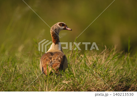 Egyptian goose turns to camera in grass 140213530