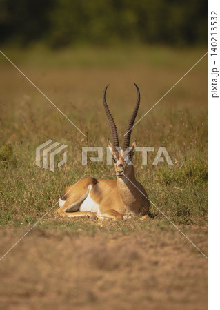 Grant gazelle lies on grassland in sunshine Grant gazelle lies on grassland in sunshine 140213532