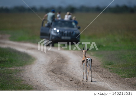 Grant gazelle stands watching guests in jeep 140213535