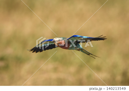 Lilac-breasted roller flies stretching out wings horizontally Lilac-breasted roller flies stretching out wings horizontally 140213549