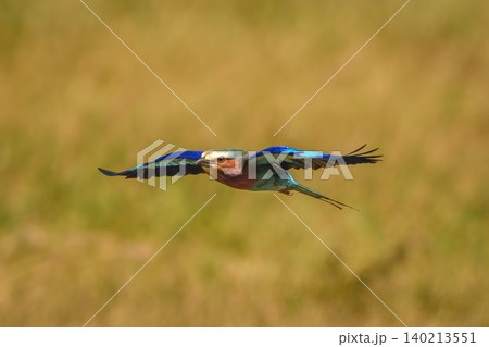 Lilac-breasted roller flies stretching wings out horizontally Lilac-breasted roller flies stretching wings out horizontally 140213551