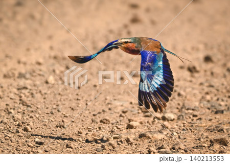 Lilac-breasted roller flies throwing shadow on track Lilac-breasted roller flies throwing shadow on track 140213553