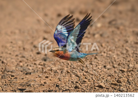 Lilac-breasted roller takes off over gravel track Lilac-breasted roller takes off over gravel track 140213562