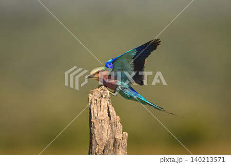 Lilac-breasted roller with catchlight lands on stump Lilac-breasted roller with catchlight lands on stump 140213571