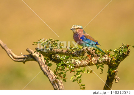 Lilac-breasted roller with catchlight on leafy branches Lilac-breasted roller with catchlight on leafy branches 140213573