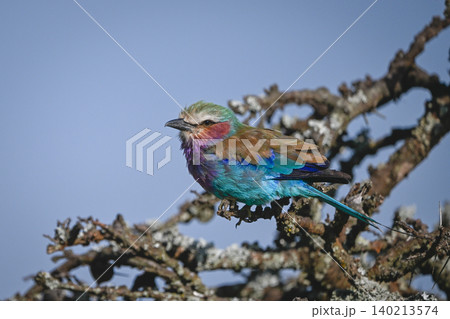 Lilac-breasted roller with catchlight on lichen-covered branch Lilac-breasted roller with catchlight on lichen-covered branch 140213574
