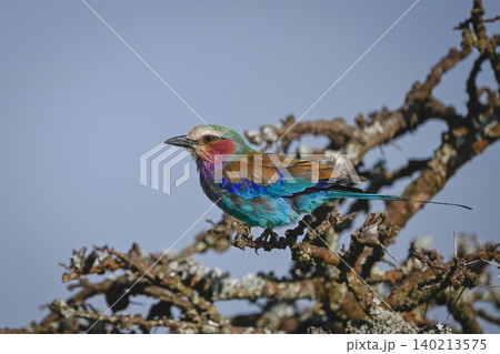 Lilac-breasted roller with catchlight on lichen-covered bush 140213575